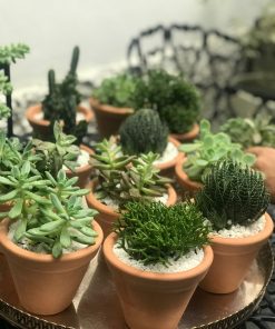 vasinhos-de-mini-suculentas