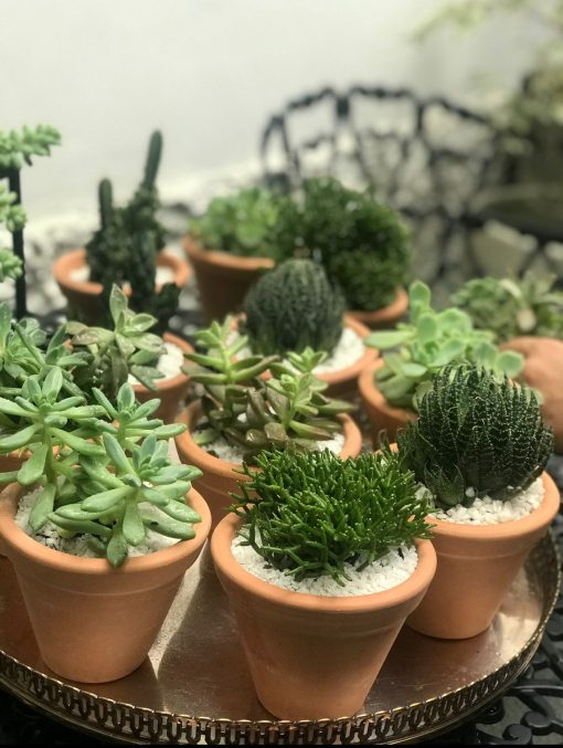 vasinhos-de-mini-suculentas