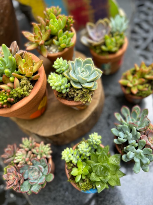 mini-suculentas